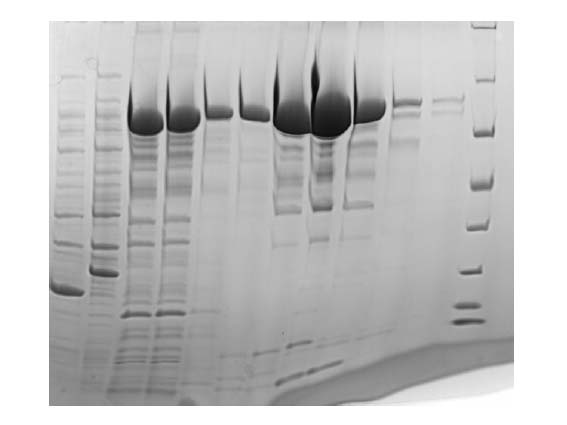 InstaBlue Protein Stain Solution