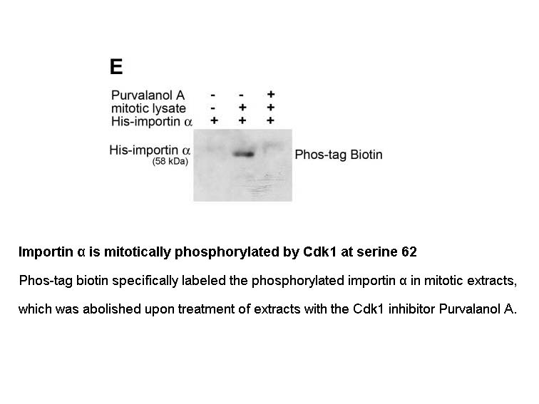 Phosbind Biotin BTL-104