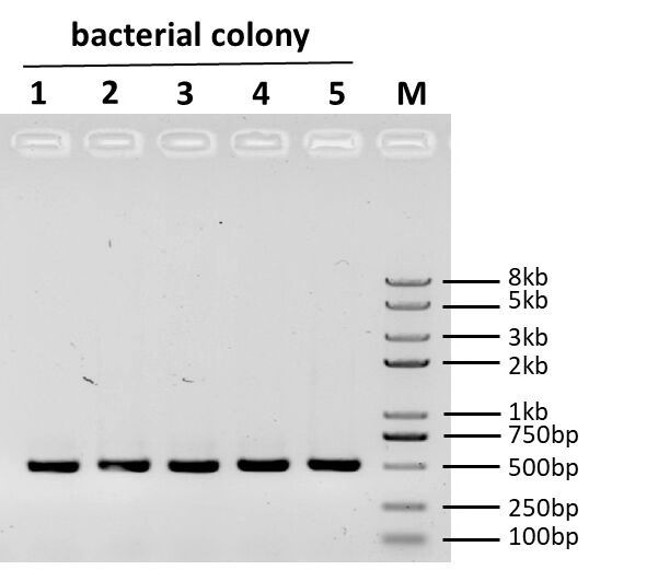 2×Taq PCR Master Mix(with dye)