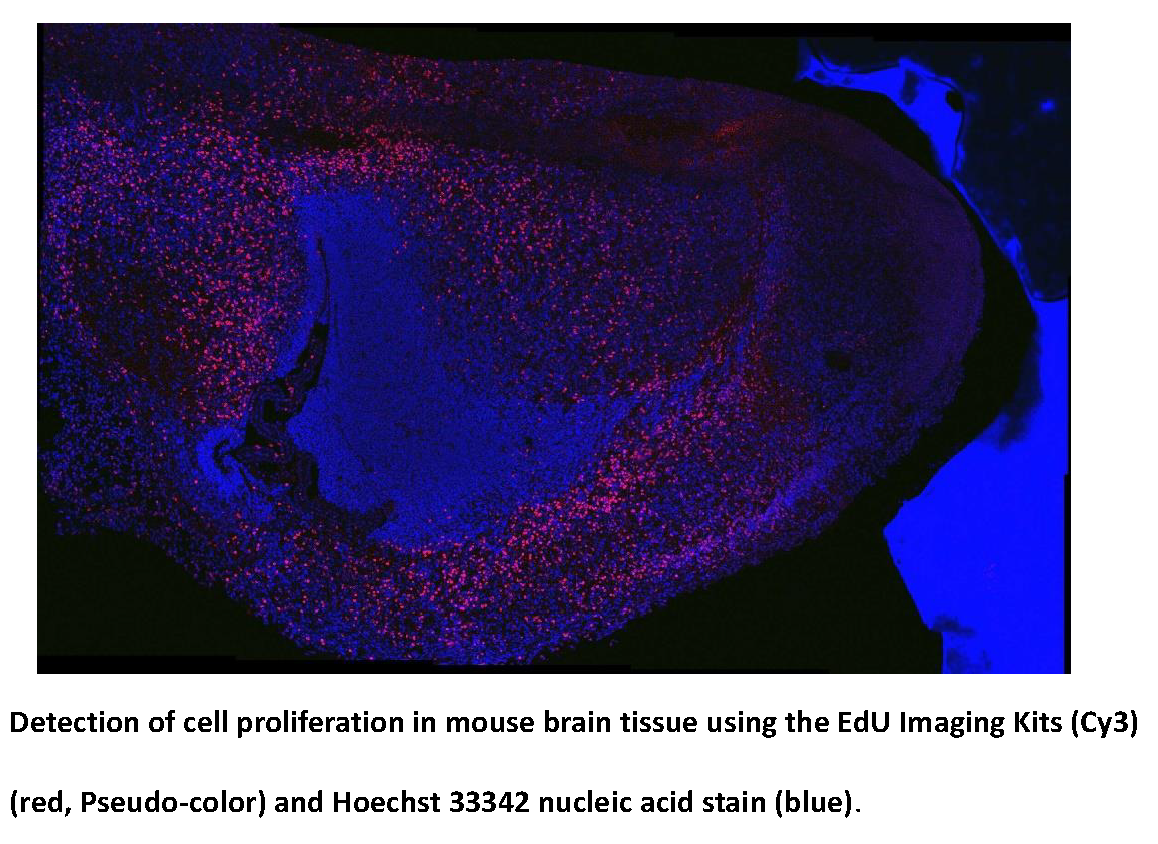 EdU Imaging Kits (Cy3)