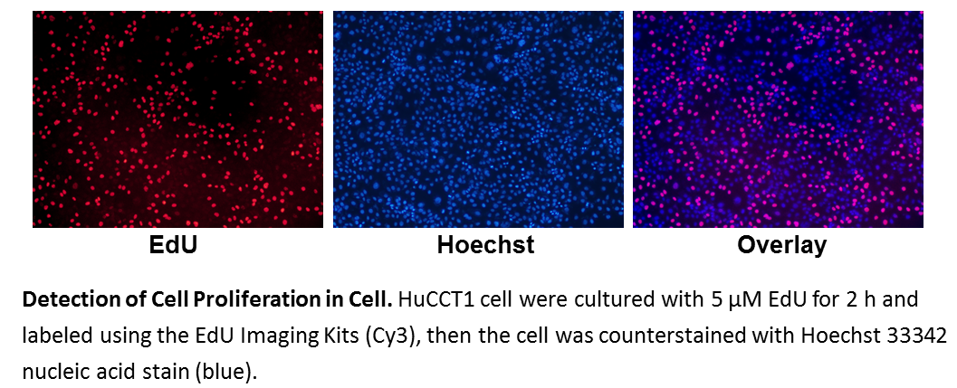 EdU Imaging Kits (Cy3)