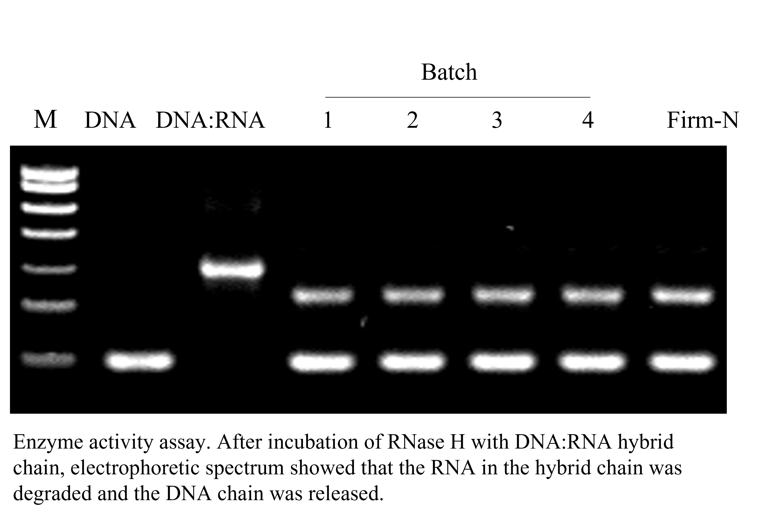 美国APExBIO中文官网 RNase H RNase free