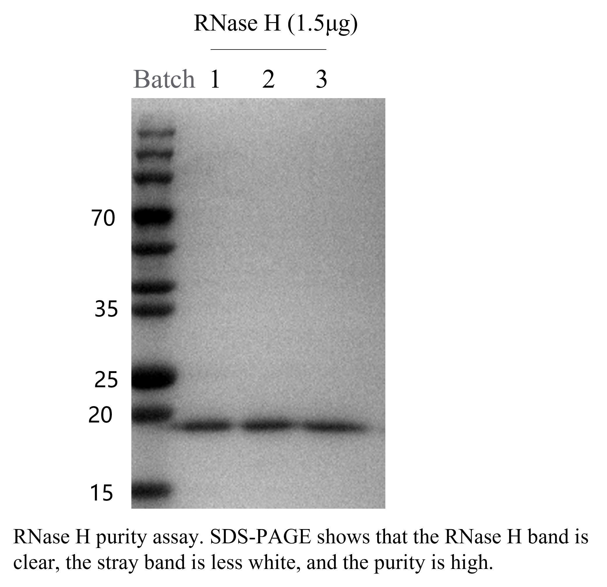 Dual Luciferase Assay System