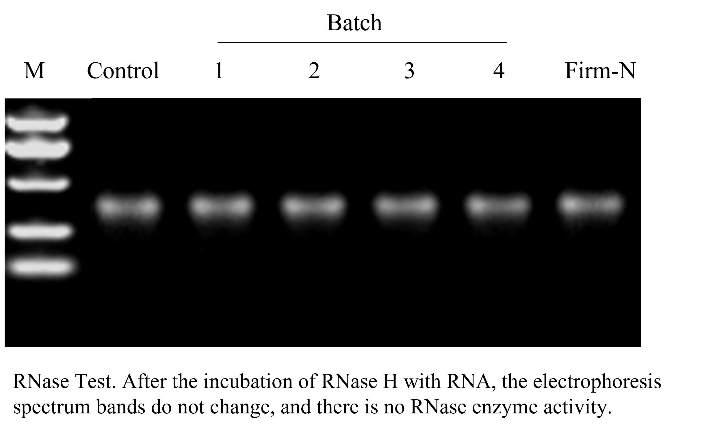 Dual Luciferase Assay System