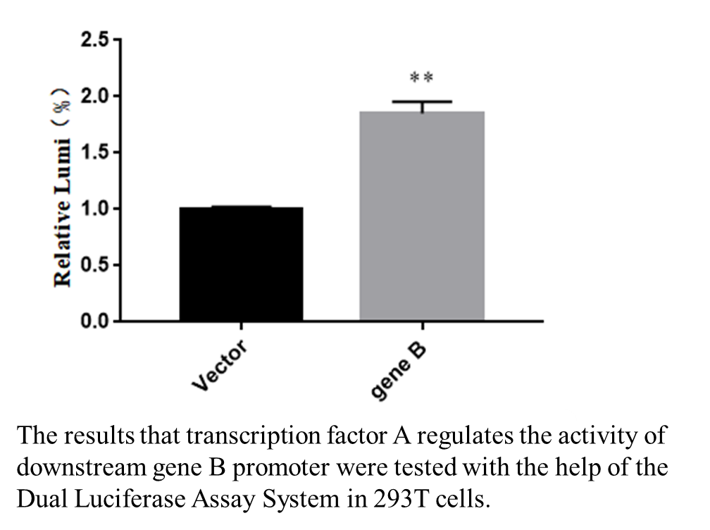 Dual Luciferase Assay System