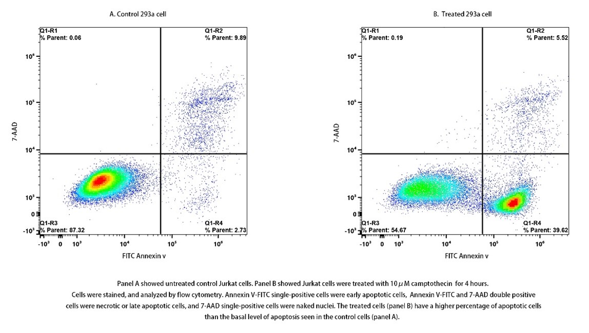 Annexin V-FITC/7-AAD Apoptosis Kit