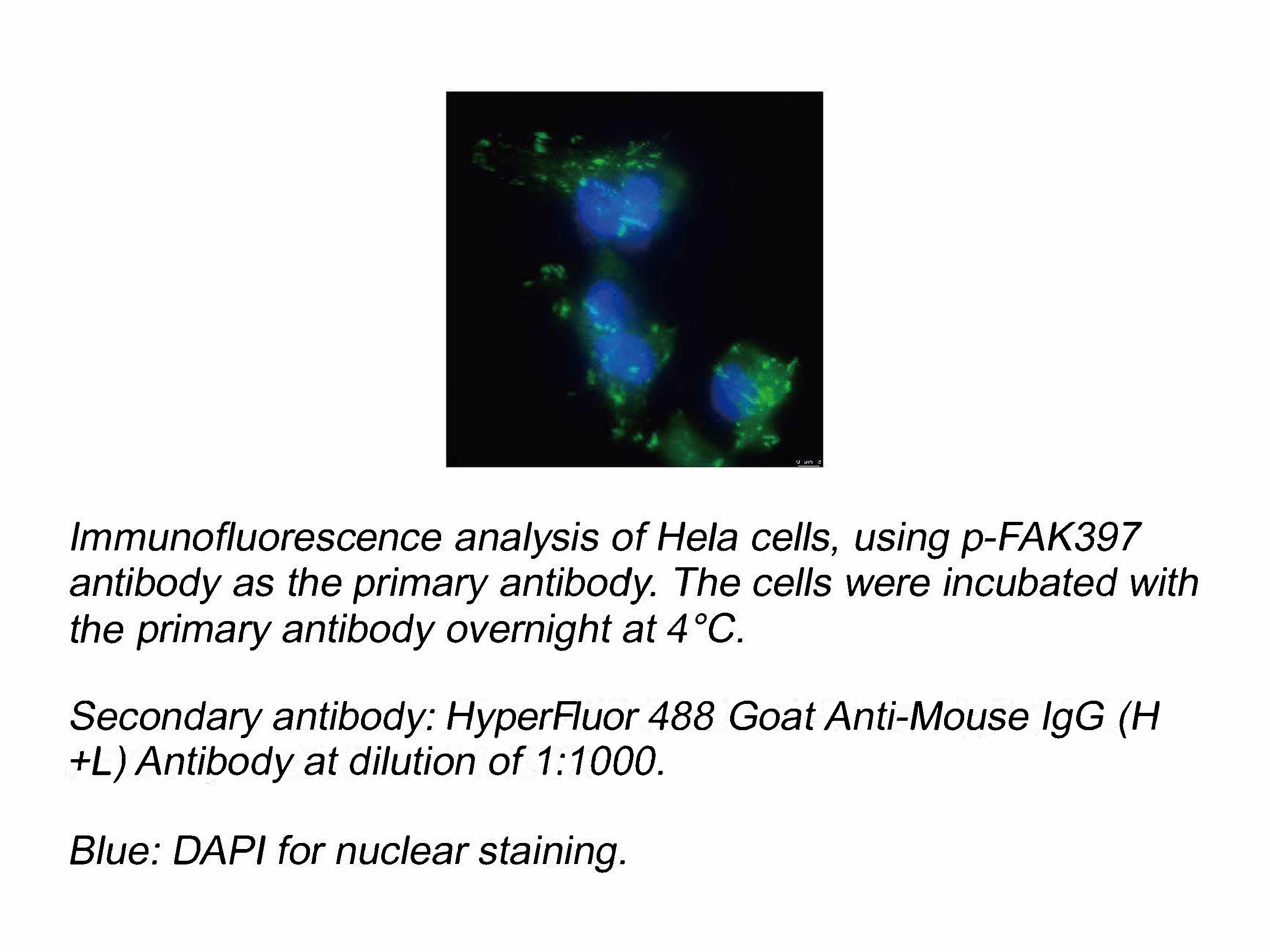 HyperFluor™ 488 Goat Anti-Mouse IgG (H+L) Antibody