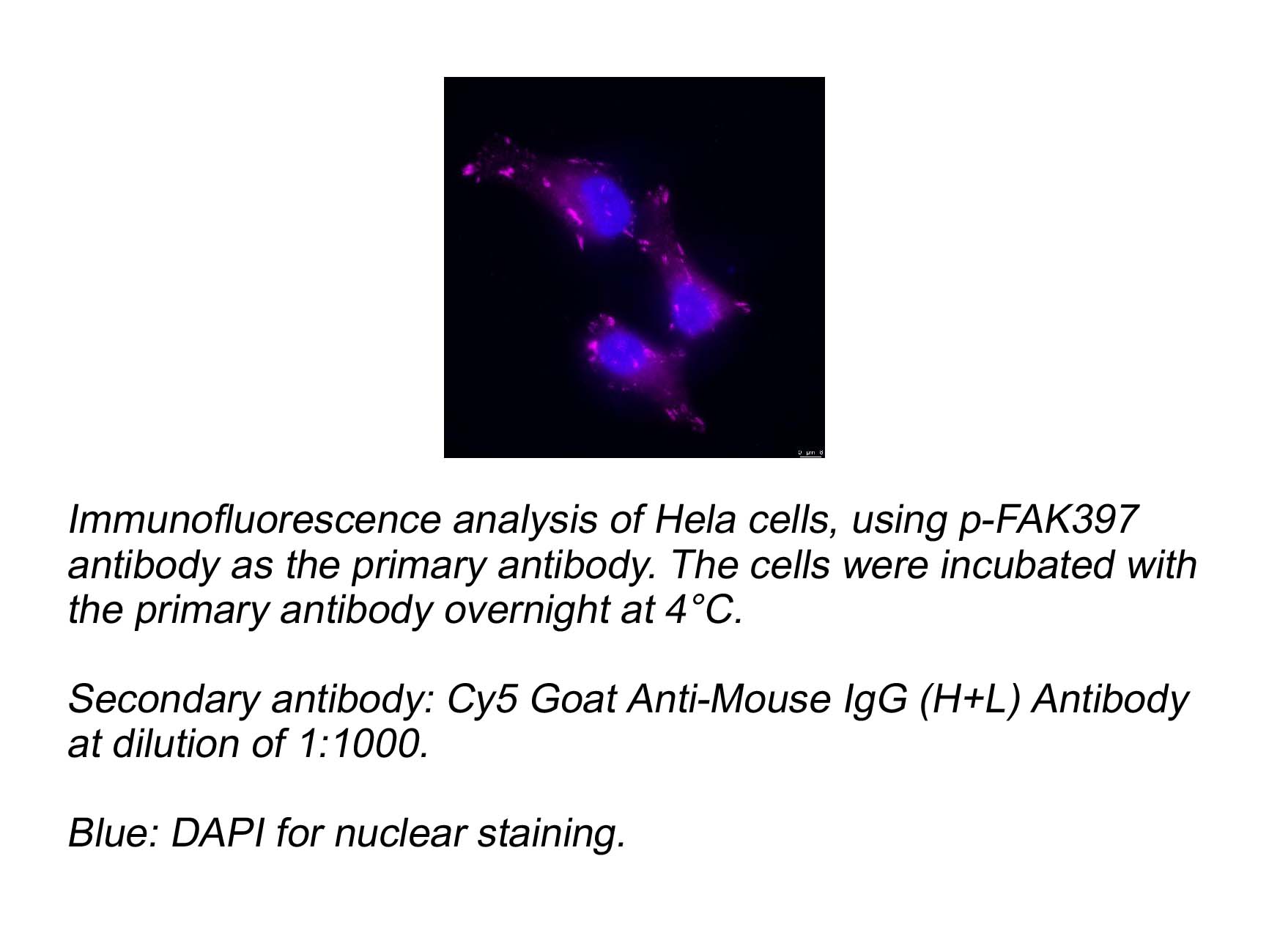 Cy5 Goat Anti-Mouse IgG (H+L) Antibody