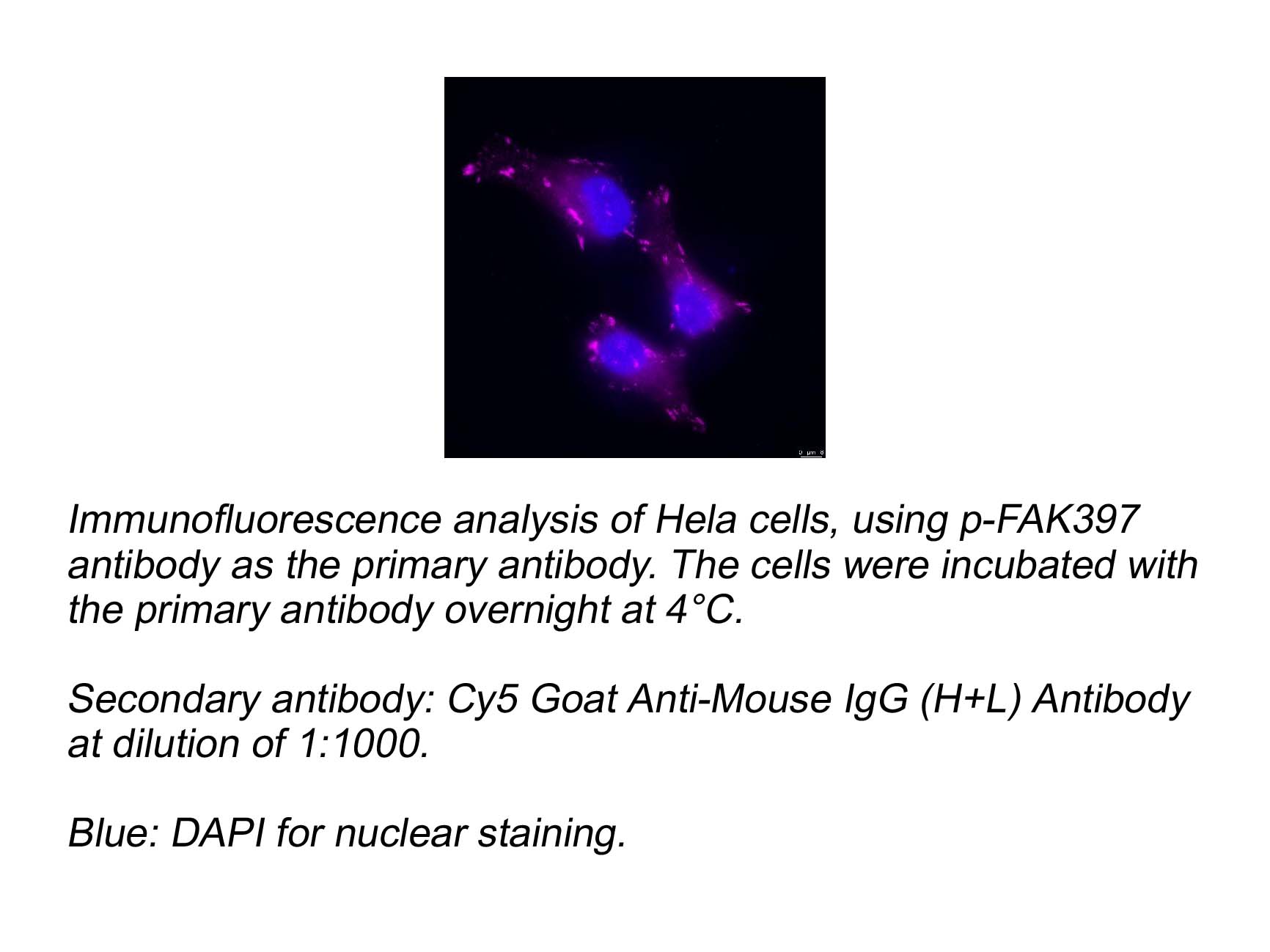 Cy5 Goat Anti-Mouse IgG (H+L) Antibody