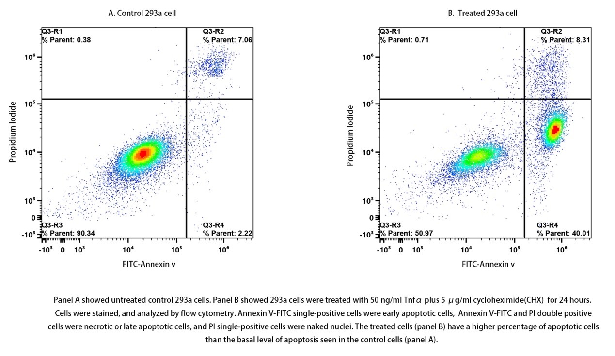 Annexin V-FITC/PI Apoptosis Kit