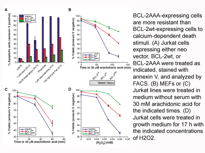 Annexin V-Cy3 Apoptosis Kit