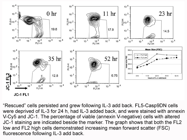 Annexin V-Cy5 Apoptosis Kit