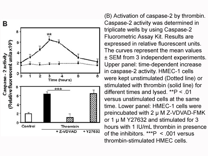 Caspase-2 Fluorometric Assay Kit