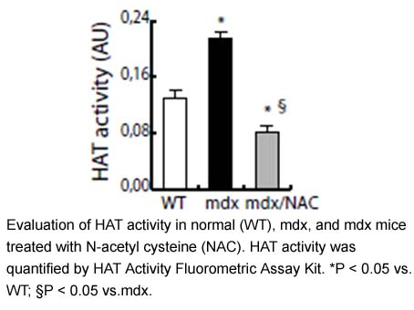 HAT Activity Fluorometric Assay Kit