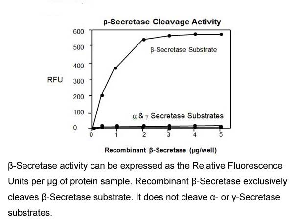 Beta-Secretase Activity Fluorometric Assay Kit