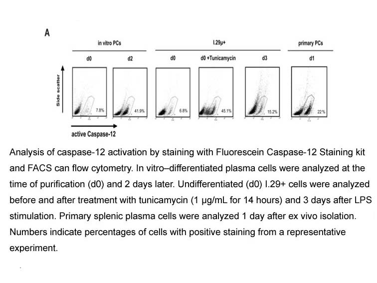 Fluorescein Active Caspase-12 Staining Kit