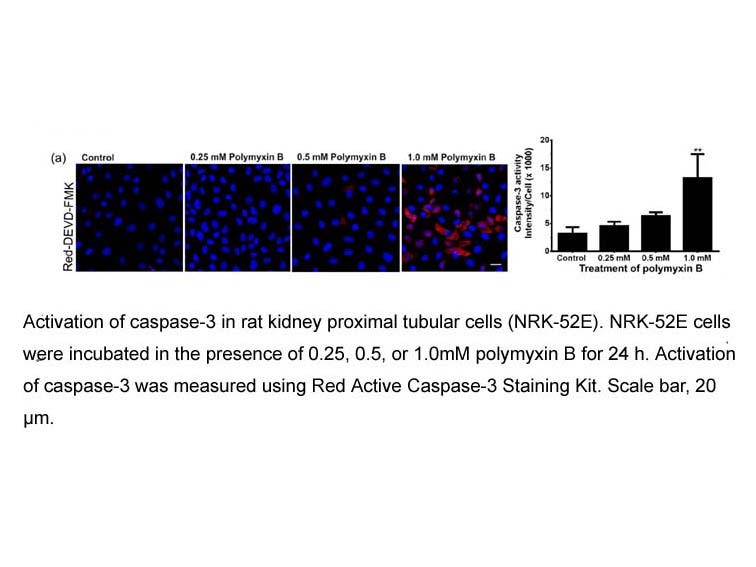 Red Active Caspase-3 Staining Kit