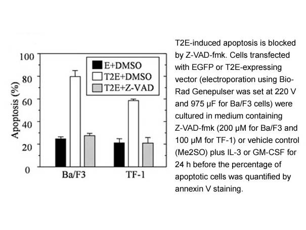 Annexin V-Cy3 Apoptosis Kit Plus