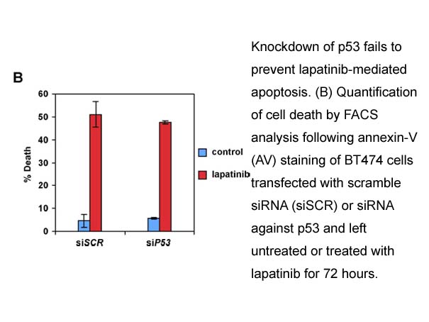 Annexin V, human recombinant