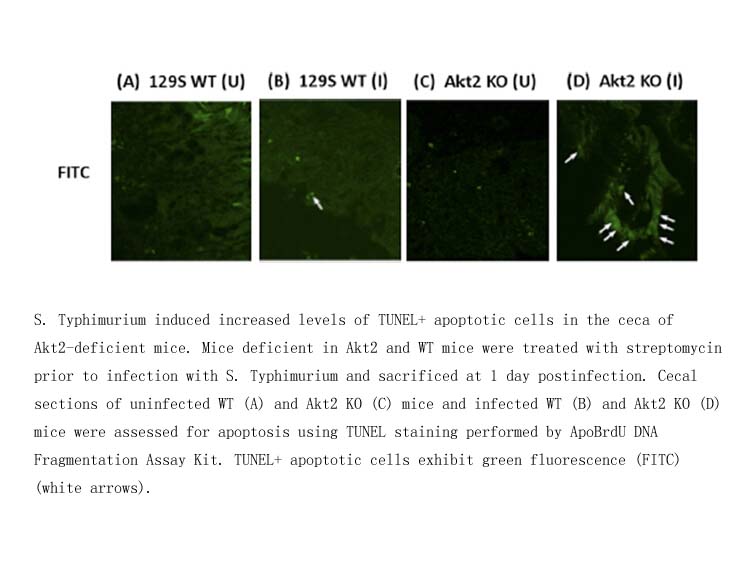 ApoBrdU DNA Fragmentation Assay Kit ApoBrdU DNA Fragmentation Assay Kit