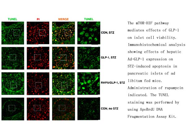 ApoBrdU DNA Fragmentation Assay Kit ApoBrdU DNA Fragmentation Assay Kit