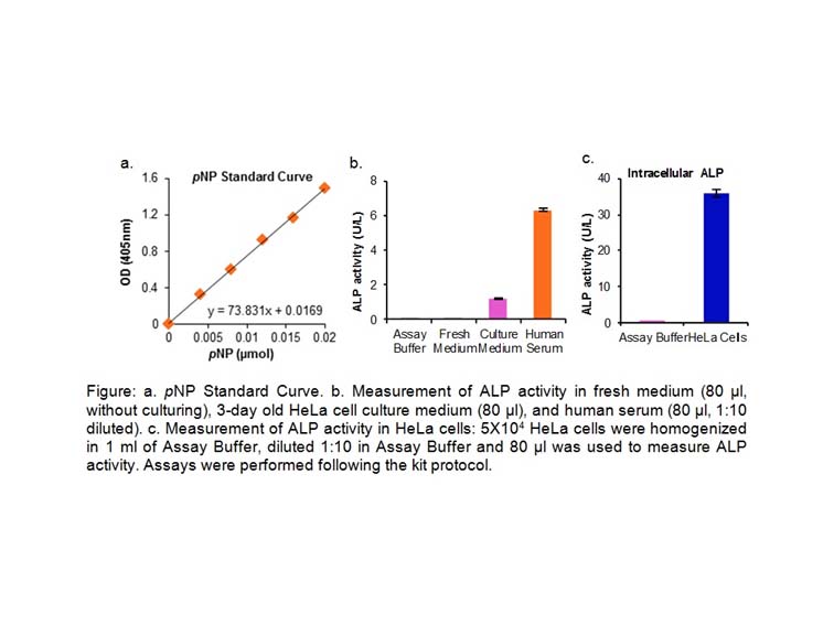 Alkaline Phosphatase Activity Colorimetric Assay Kit
