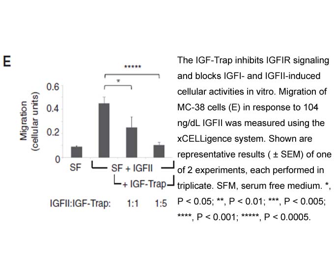 IGF-II