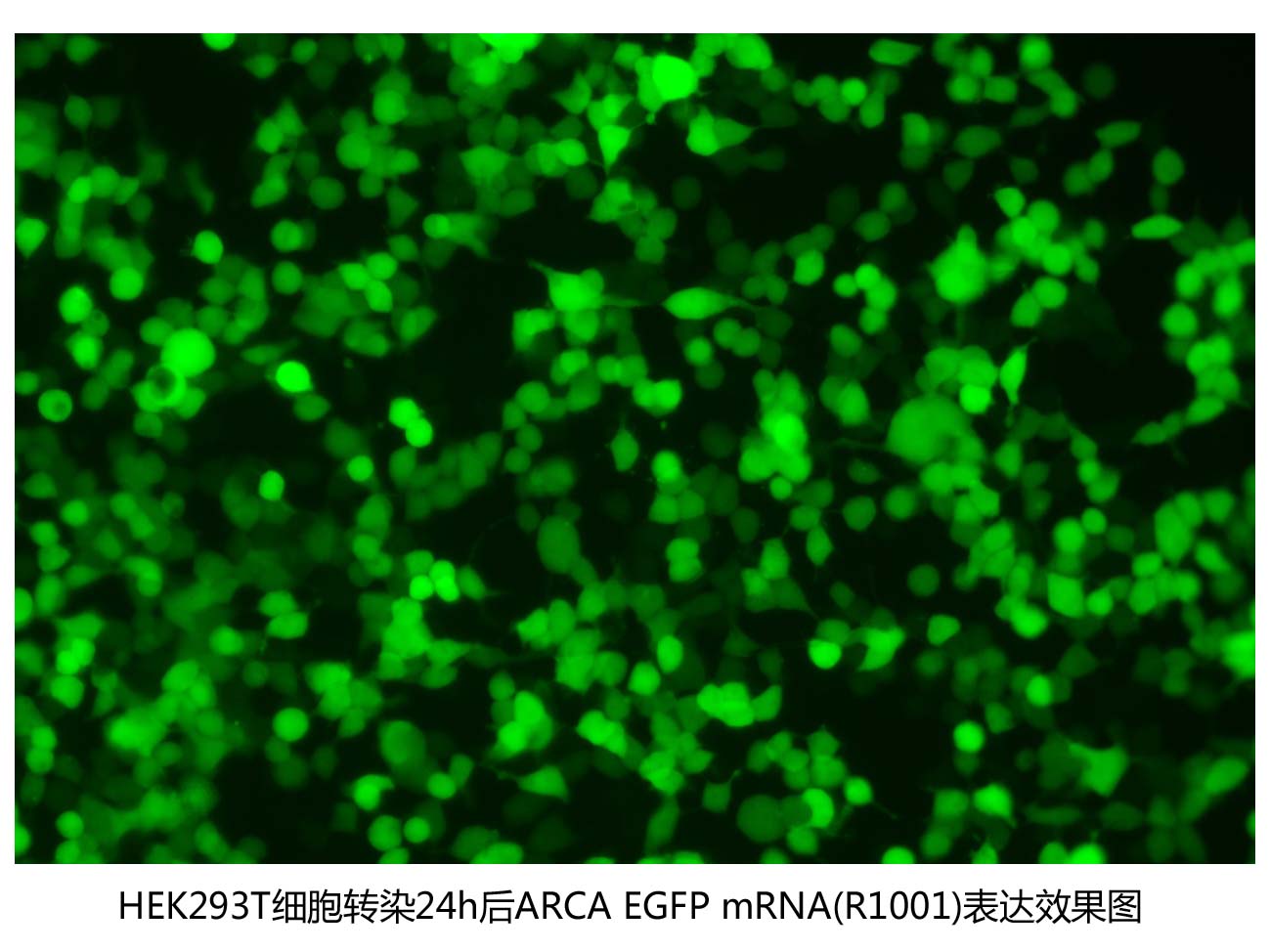 ARCA EGFP mRNA