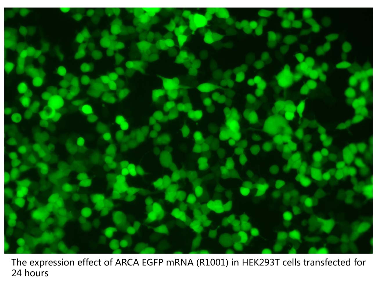 ARCA EGFP mRNA