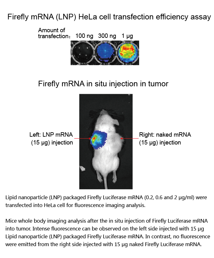 EZ Cap™ Firefly Luciferase mRNA (5-moUTP)