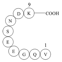 β-Interleukin I (163-171), human