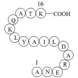 Cytochrome c fragment (93-108)