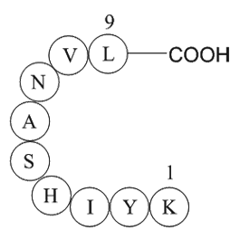 MAP kinase fragment [Multiple species]