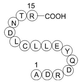 transferrin fragment