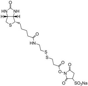 Sulfo-NHS-SS-Biotin