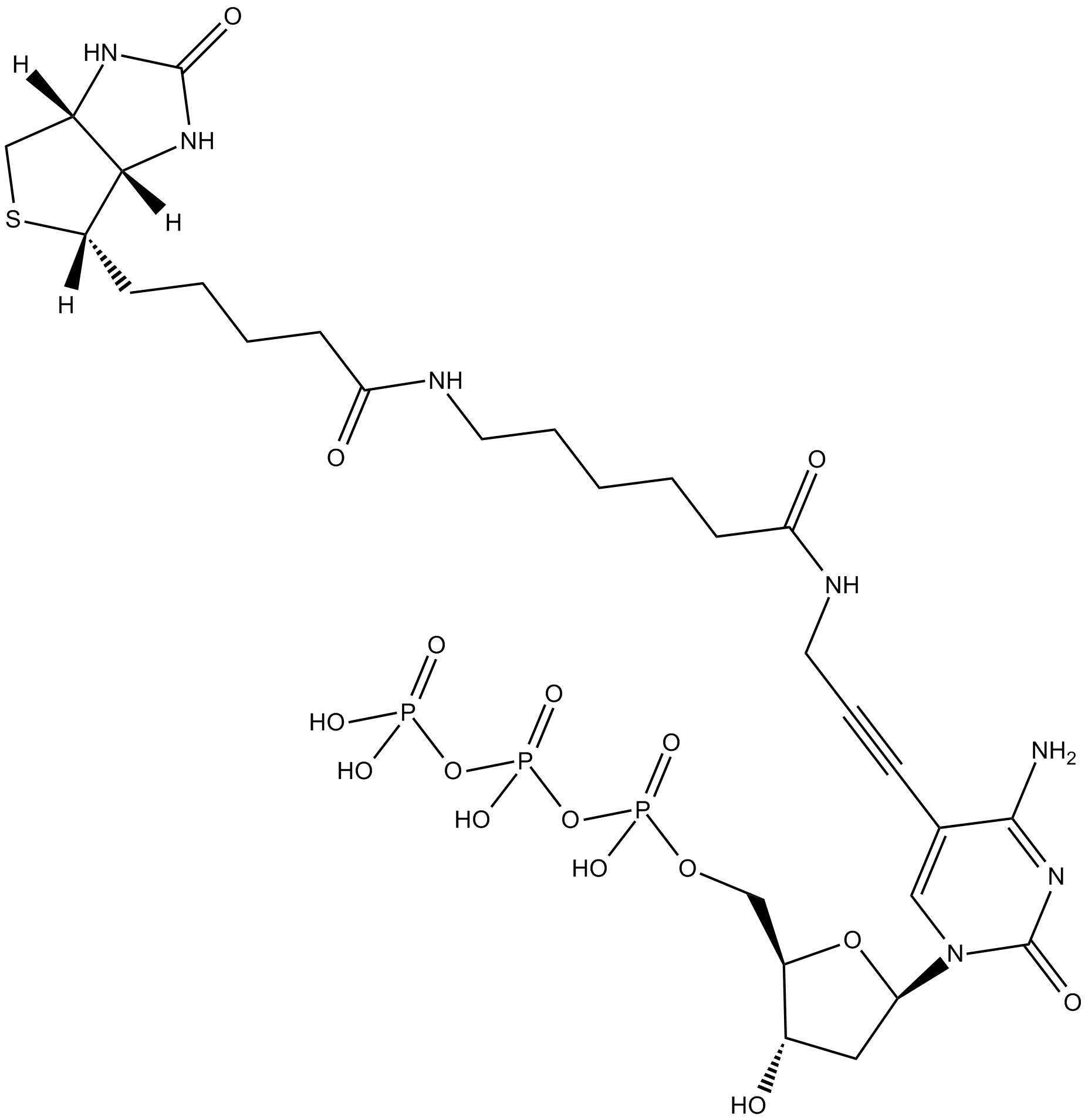 Biotin-11-dCTP