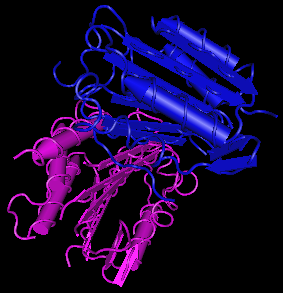 Caspase-3, human recombinant proteinase