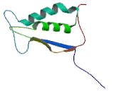 Caspase-5, human recombinant protein
