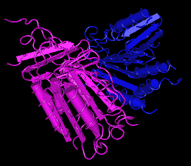 Caspase-6, human recombinant protein
