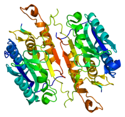 Caspase-7, human recombinant protein