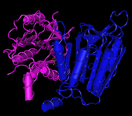 Caspase-9, human recombinant protein