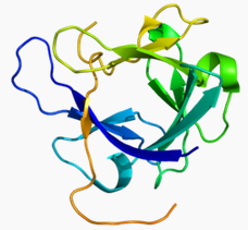 FGF-19, human recombinant protein