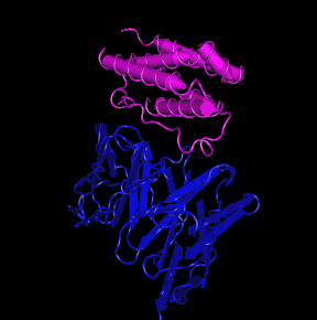 IFN-alpha 1, human recombinant protein