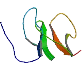 WNT-1, human recombinant protein