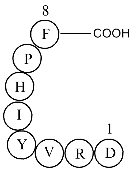 Angiotensin II HUMAN