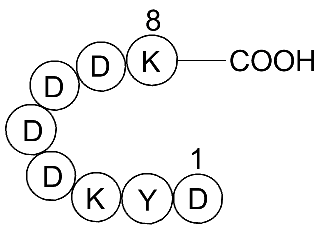 FLAG tag Peptide