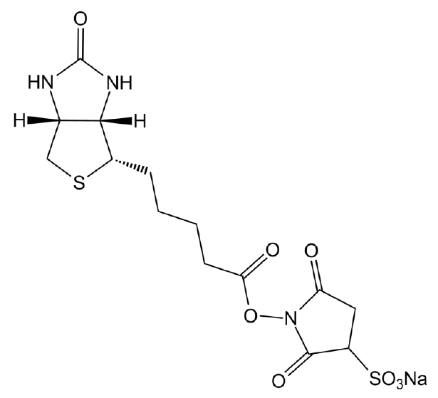 Sulfo-NHS-Biotin