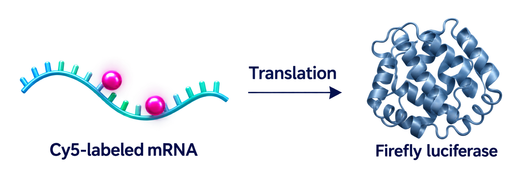 Cy5-labeled mRNA translated into firefly luciferase