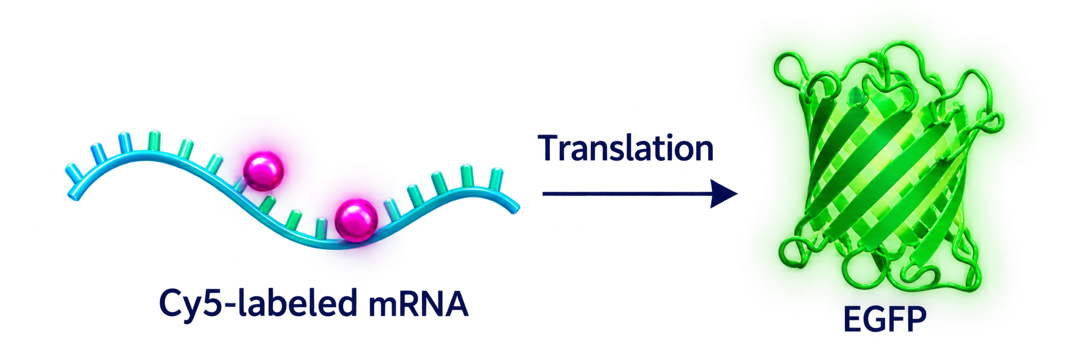 Cy5-labeled mRNA translated into EGFP