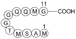 T7 Tag Peptide - Epitope Tag for Detection | APExBIO